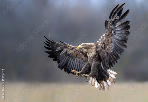 Sea eagle / white tailed eagle ( Haliaeetus albicilla) © Piotr Krzeslak
