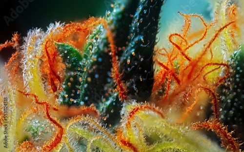Obraz na płótnie Extreme Macro of Cannabis Flower or Bud - Afghan Kush Strain - flowering week seven. w salonie