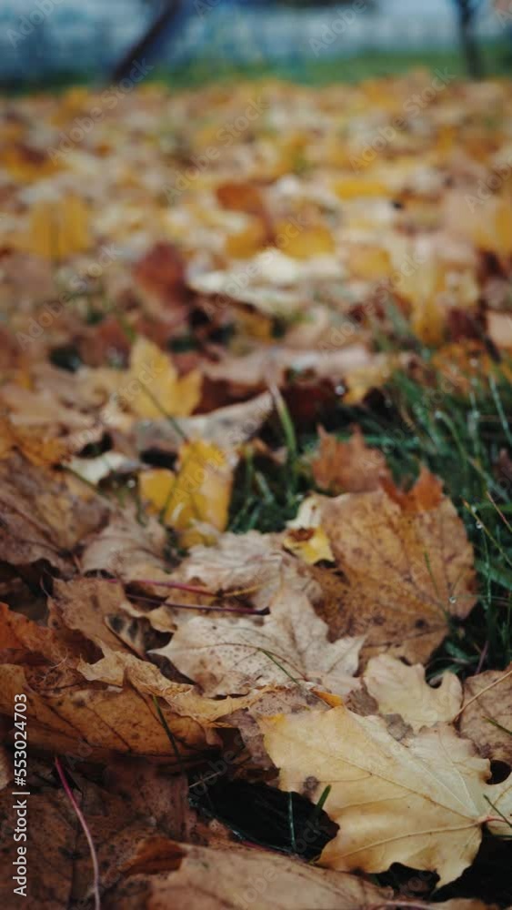 yellowed wet maple leaves on the ground in the autumn forest. the camera moves over the ground, on which lie fallen yellow leaves. shifting the focus from the foreground to the background.