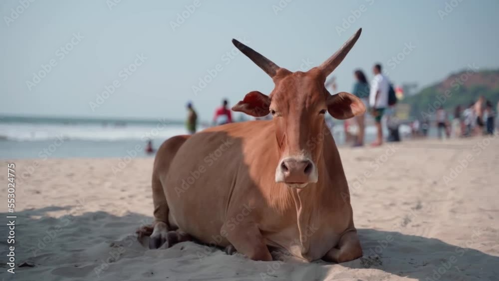 A beautiful cow lies on a sandy beach, slow motion A beautiful cow lies on a sandy beach, slow motion
