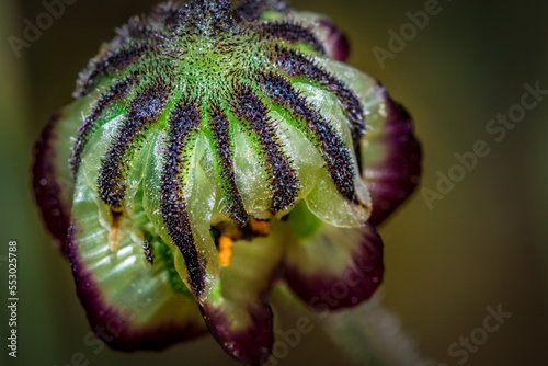 Yellow one-eye monster flower (Osteospermum monstrosum), Cape Town, South Africa photo