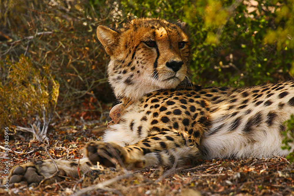 Fototapeta premium leopard in the grass