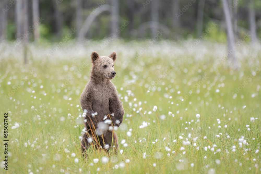 Brown bear cub (Ursus arctos) standing on a Finnish bog in the middle of the cotton grass Brown bear cub (Ursus arctos) standing on a Finnish bog in the middle of the cotton grass