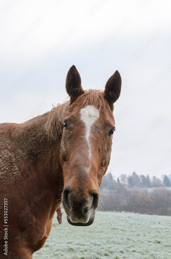 Close-up head portrait of a domestic brown horse on a pasture in Germany, Europe Close-up head portrait of a domestic brown horse on a pasture in Germany, Europe