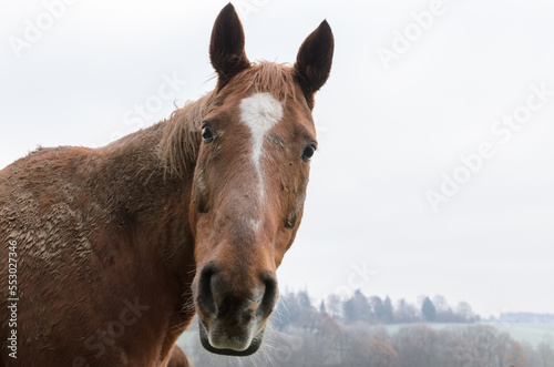 Close-up head portrait of a domestic brown horse on a pasture in Germany  Europe