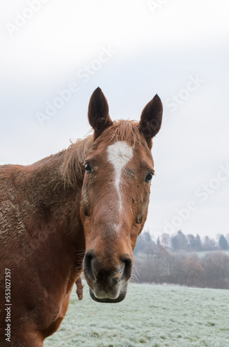Close-up head portrait of a domestic brown horse on a pasture in Germany, Europe © MikeCS images