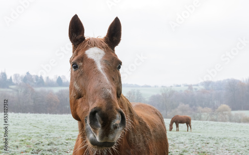 Close-up head portrait of a domestic brown horse on a pasture in Germany, Europe © MikeCS images