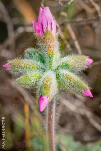 (Pelargonium quercifolium) oakleaf geranium Wild flowers during spring, Cape Town, South Africa photo