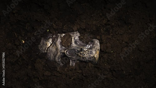 Grass and young green shoots sprout through the skull lying in the ground. Timelapse.