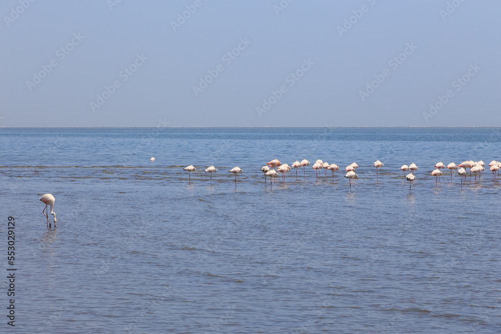 African coast of the Atlantic. Colony of pink flamingos. Swakopmund, Namibia.