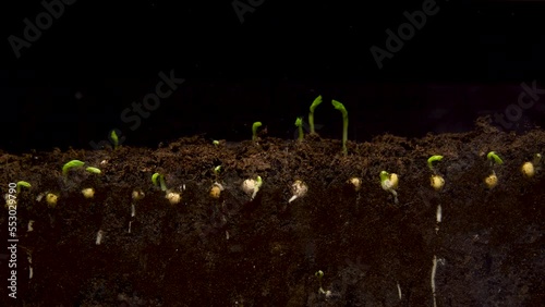 Timelapse. Young shoots sprout from pea seeds. Section of the earth.