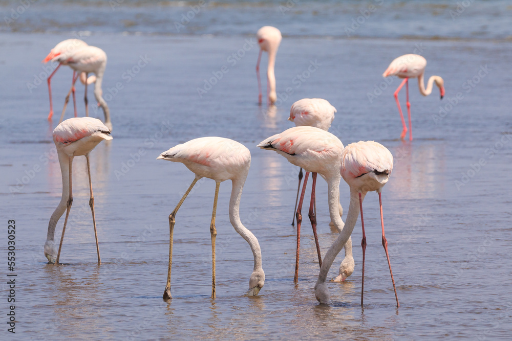 African coast of the Atlantic. Colony of pink flamingos. Swakopmund, Namibia. African coast of the Atlantic. Colony of pink flamingos. Swakopmund, Namibia.