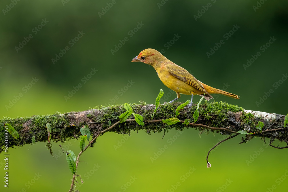 Obraz premium On a tree branch , Amazon Canary Finch bird