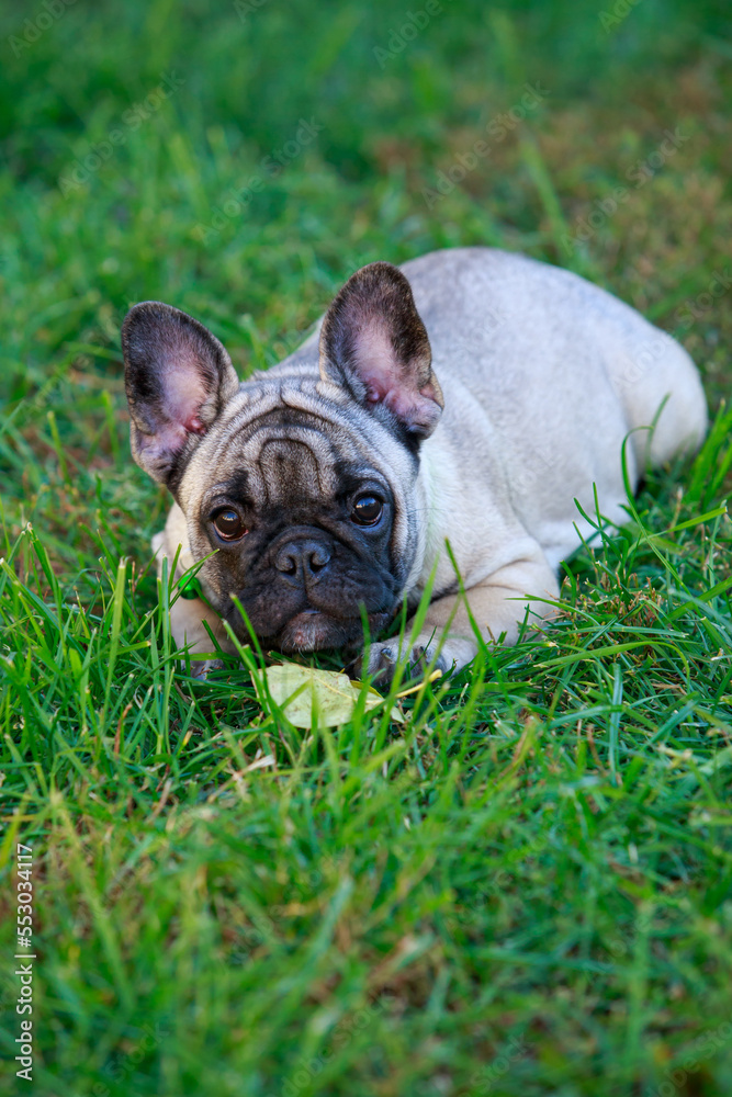 dog breed french bulldog