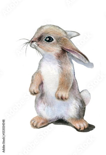 Watercolor drawing. Bunny standing on its hind legs on a white background