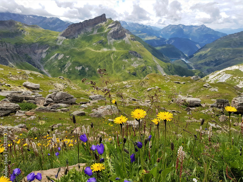 colorful flowers in french alps mountains on montblanc tour path