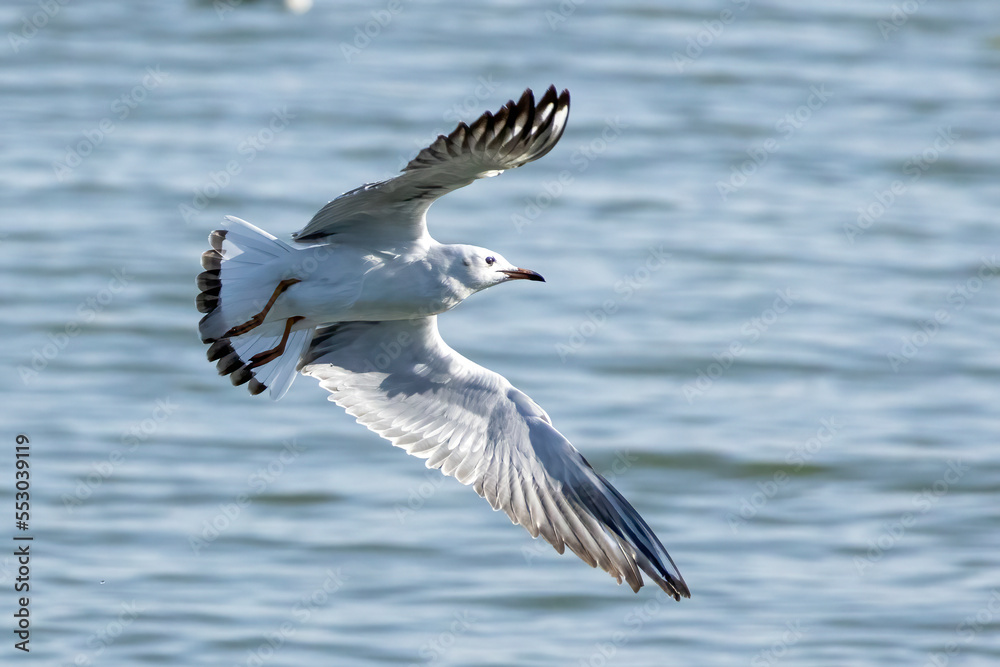 seagull on flight seagull on flight