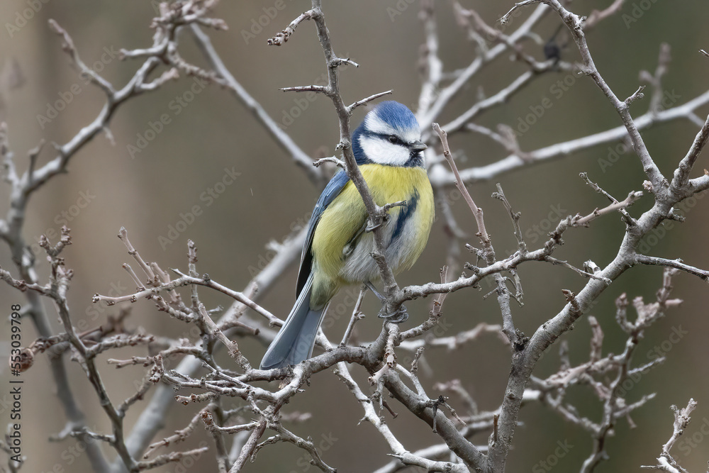 Fototapeta premium a portrait of a little and cute blue tit bird. an ideal photograph for prints