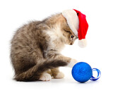 Kitten with christmas ball.