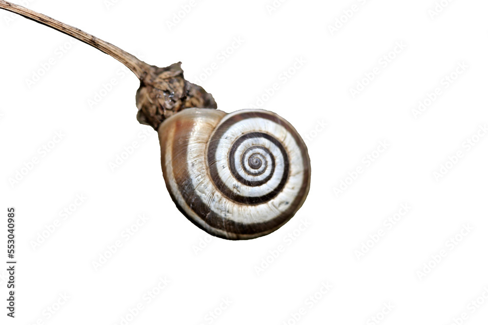 Westliche Heideschnecke (Helicella itala), freigestellt Westliche Heideschnecke (Helicella itala), freigestellt