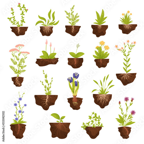 Plant Growing with Roots in Soil Big Vector Set
