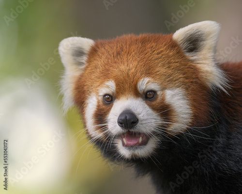 Red panda (Ailuris fulgens) young male portrait