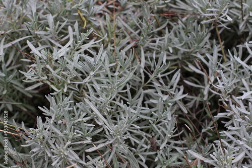 Photograph of tiny and thin white-green glossy leaves of Helichrysum italicum plant in the ground, deep in the forest. in autumn colorful and happy season
