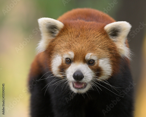 Red panda (Ailuris fulgens) young male portrait