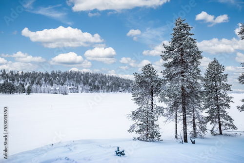 фотографія Snow landscape with tall trees at frozen lake Inari, Finland, Lapland