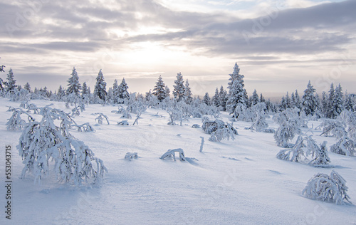 Fotografia Snowy landscape with frozen trees in winter season, Saariselka, Lapland, Finland