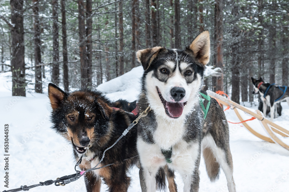 Husky dogs ready for sledding in the snow, Lapland, Finland.