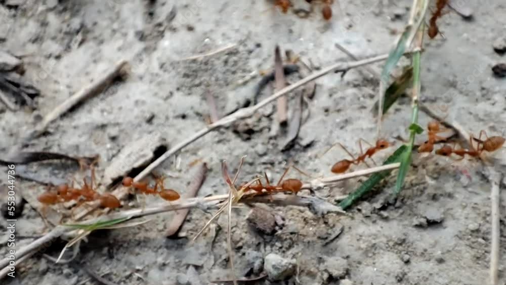 ANTS WORKING MOVIE, MACRO VIDEO, ants on the ground ANTS WORKING MOVIE, MACRO VIDEO, ants on the ground