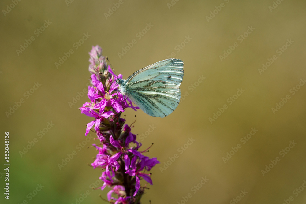 motyl, pieris brassicae, bielinek kapustnik, motyl, pieris brassicae, bielinek kapustnik,