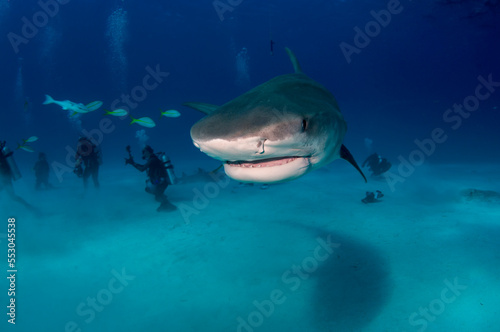 A 15ft tiger shark in the warm waters of the Bahamas