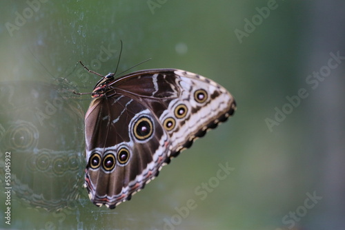 butterfly on a tree
