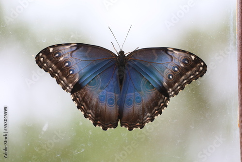 morpho