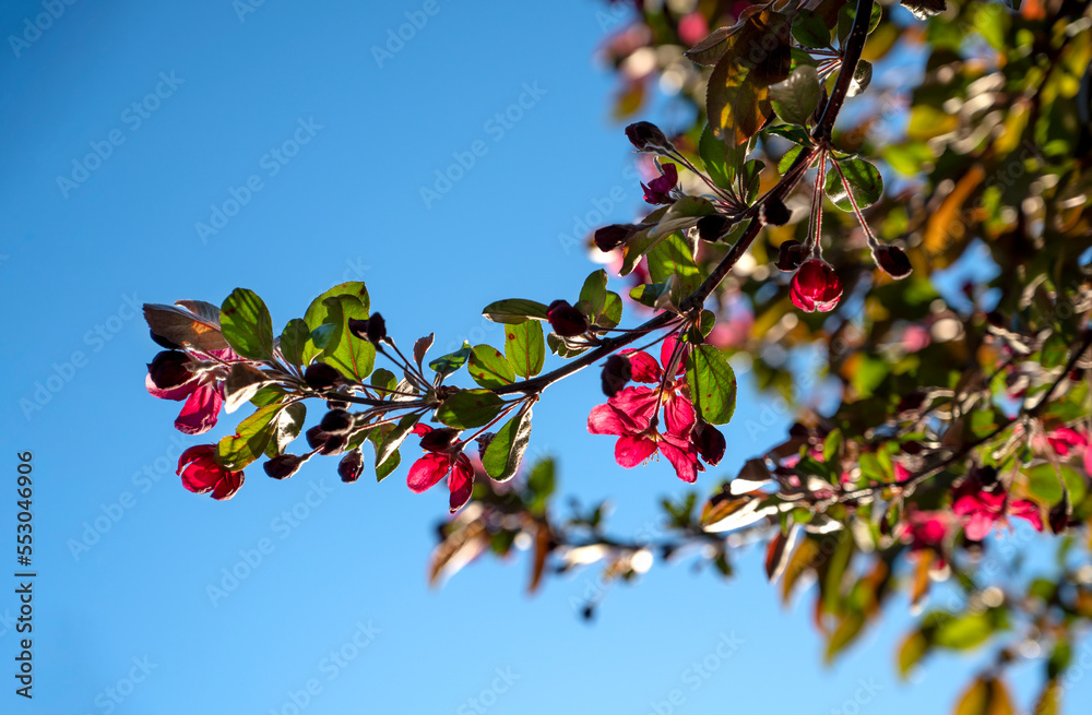 Beautiful pink or red flowers on blue sky. Selective focus, space for text.