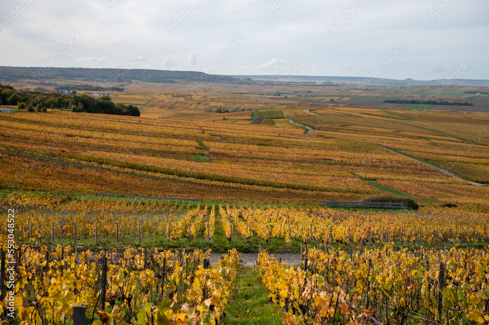 Fototapeta premium Autumn view on colorful grand cru Champagne vineyards near Moulin de Verzenay, pinot noir grape plants after harvest in Montagne de Reims near Verzenay, Champagne, wine making in France
