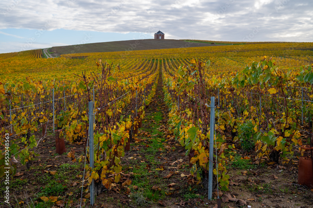 Colorful autumn landscape with yellow grand cru vineyards near Epernay, region Champagne, France. Cultivation of white chardonnay wine grape on chalky soils of Cote des Blancs.