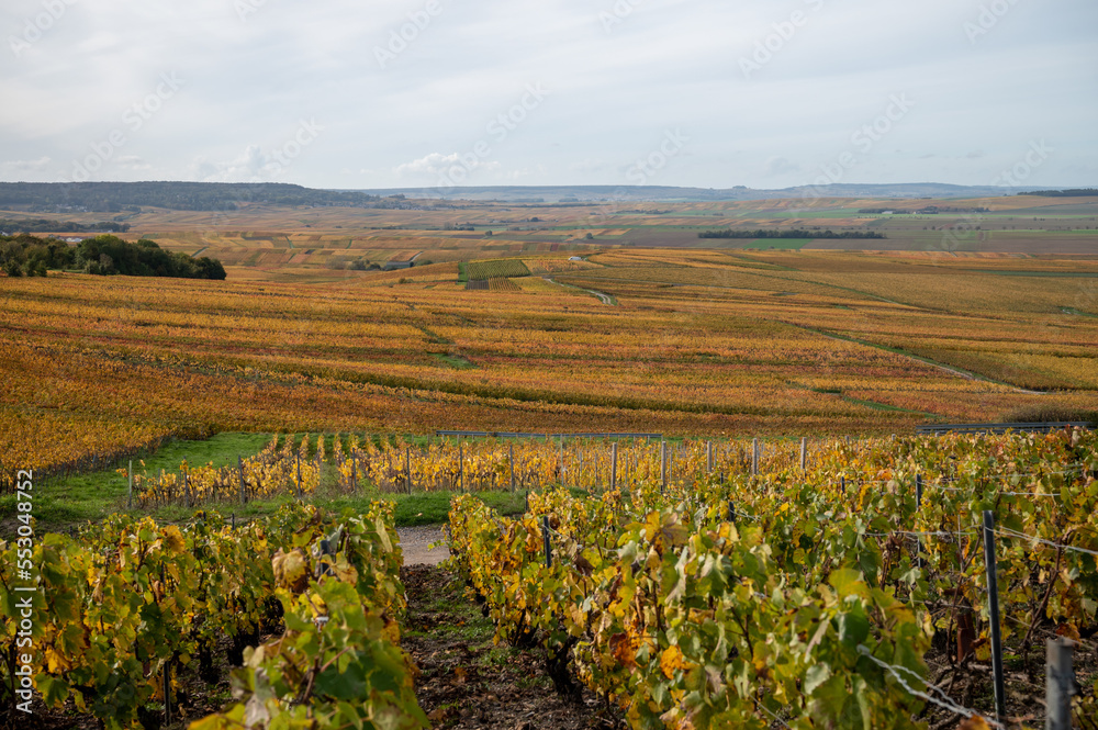 Autumn view on colorful grand cru Champagne vineyards near Moulin de Verzenay, pinot noir grape plants after harvest in Montagne de Reims near Verzenay, Champagne, wine making in France