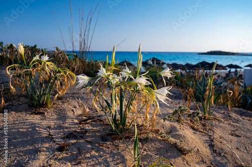 Blossom of wild white flowers sea daffodils on sandy beach on Cyprus photo