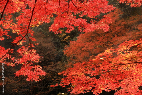 京都鷹峯の紅葉