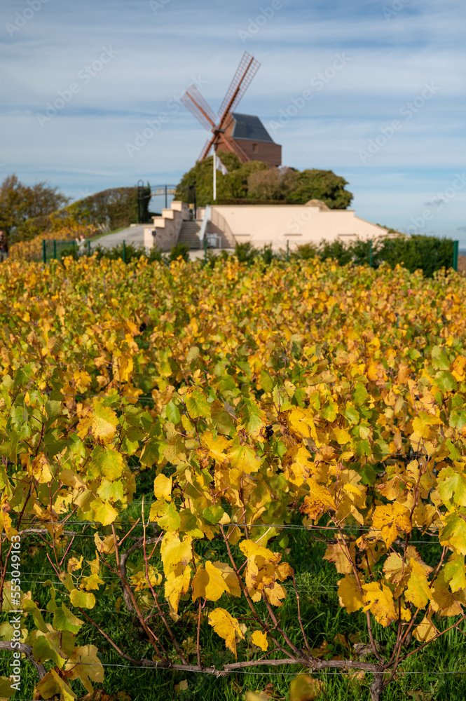 Autumn view on colorful grand cru Champagne vineyards near Moulin de Verzenay, pinot noir grape plants after harvest in Montagne de Reims near Verzenay, Champagne, wine making in France