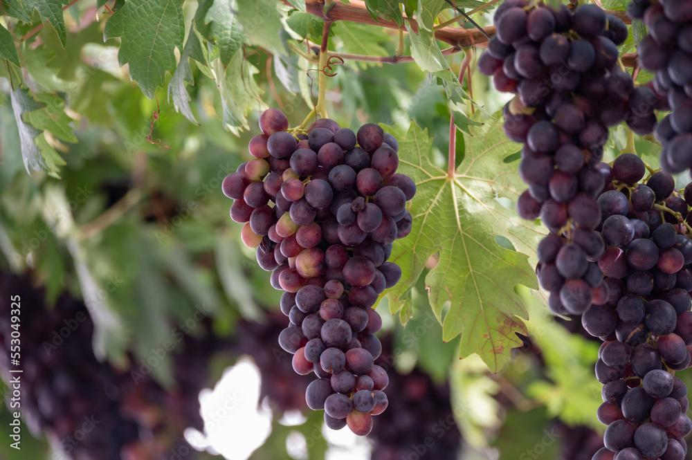Bunches of purple ripening table grapes berries hanging down from pergola in garden on Cyprus Bunches of purple ripening table grapes berries hanging down from pergola in garden on Cyprus