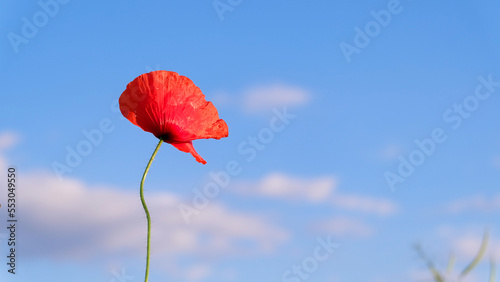 Poppy flower in the sun
