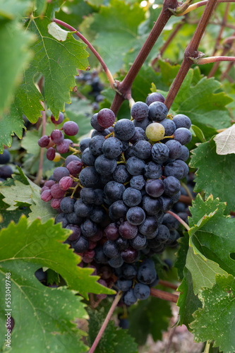 Wallpaper Mural Wine production on Cyprus, ripe blue black wine grapes ready for harvest Torontodigital.ca
