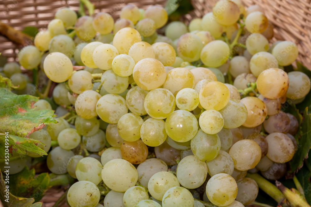 Ripe organic riesling wine grapes close up, harvest on vineyards in Germany, making of white dry wines Ripe organic riesling wine grapes close up, harvest on vineyards in Germany, making of white dry wines