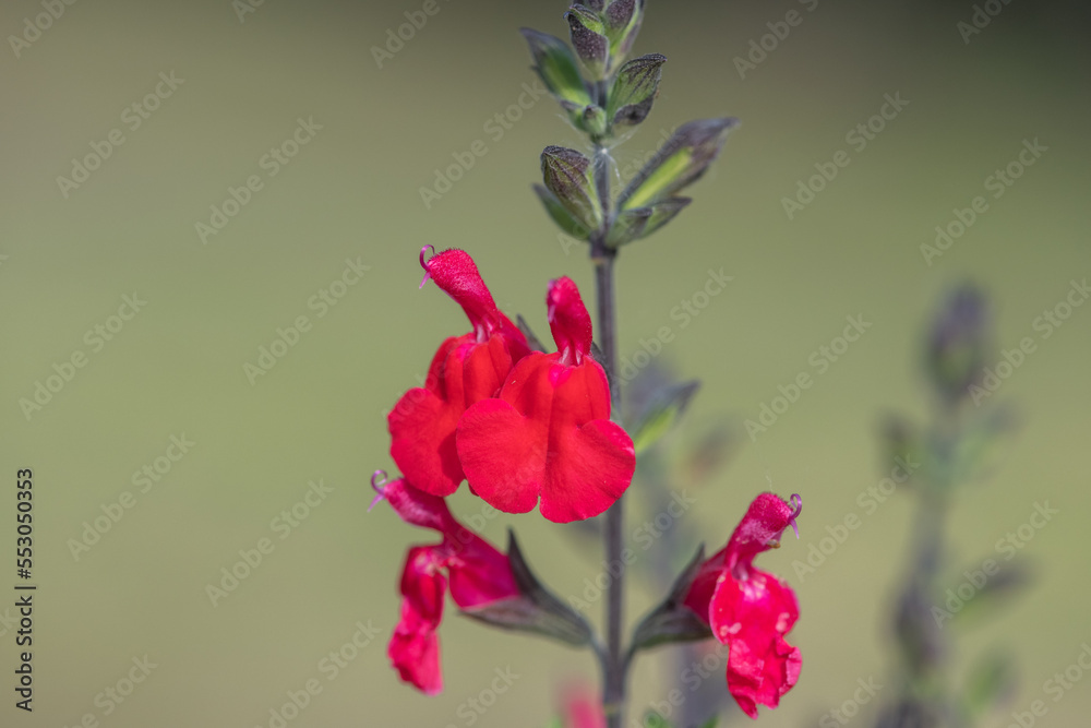 Red salvia flowers in bloom