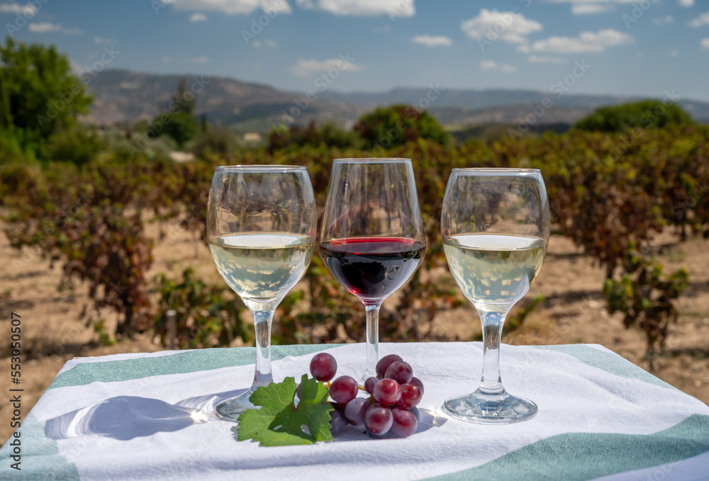 Tasting of red and white wine on vineyards of Cyprus. Wine production on Cyprus, tourists wine route. Tasting of red and white wine on vineyards of Cyprus. Wine production on Cyprus, tourists wine route.