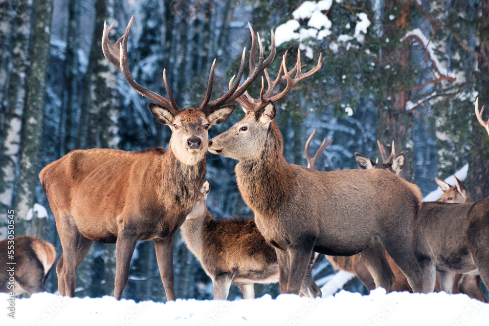 Deer in the wild. A group of deer in the winter forest in the daytime. Close-up